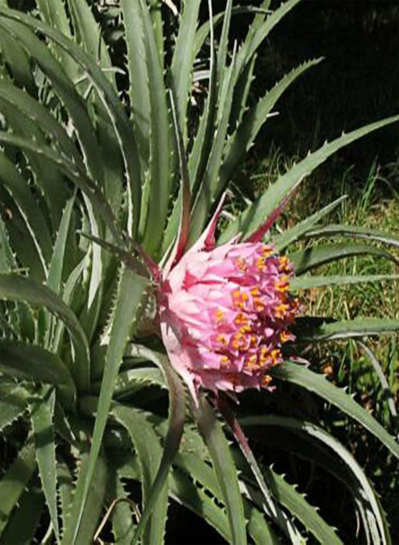 GGOOT 1 Bag Seeds Prolific Non GMO Viable High Yield Pineapple Seeds for Home Fruit Seeds Natural for Farm - Image 4