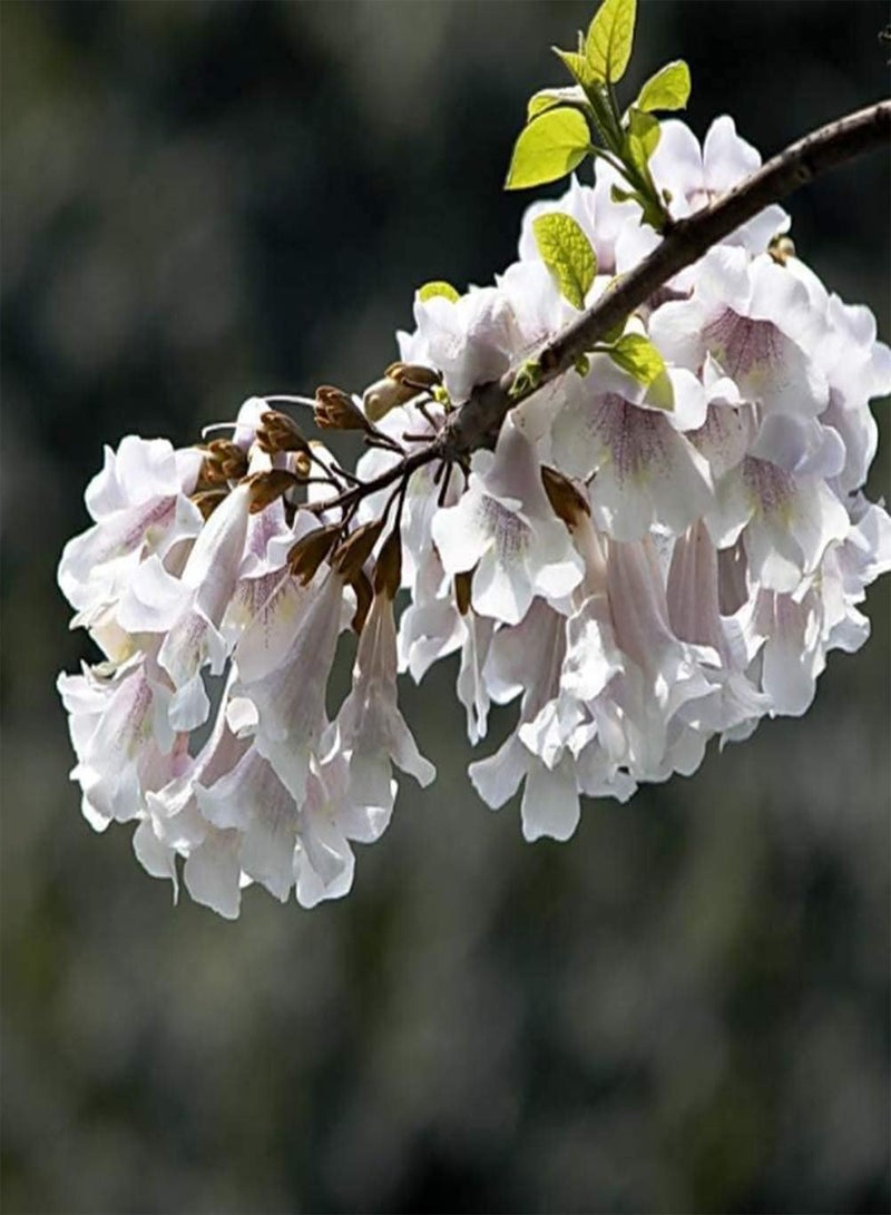 جي جوت 100 قطعة من بذور الباولونيا، زراعة بسيطة في الحديقة والفناء، رائحة منعشة ورائحة لطيفة، زراعة شجرة زينة - Image 1