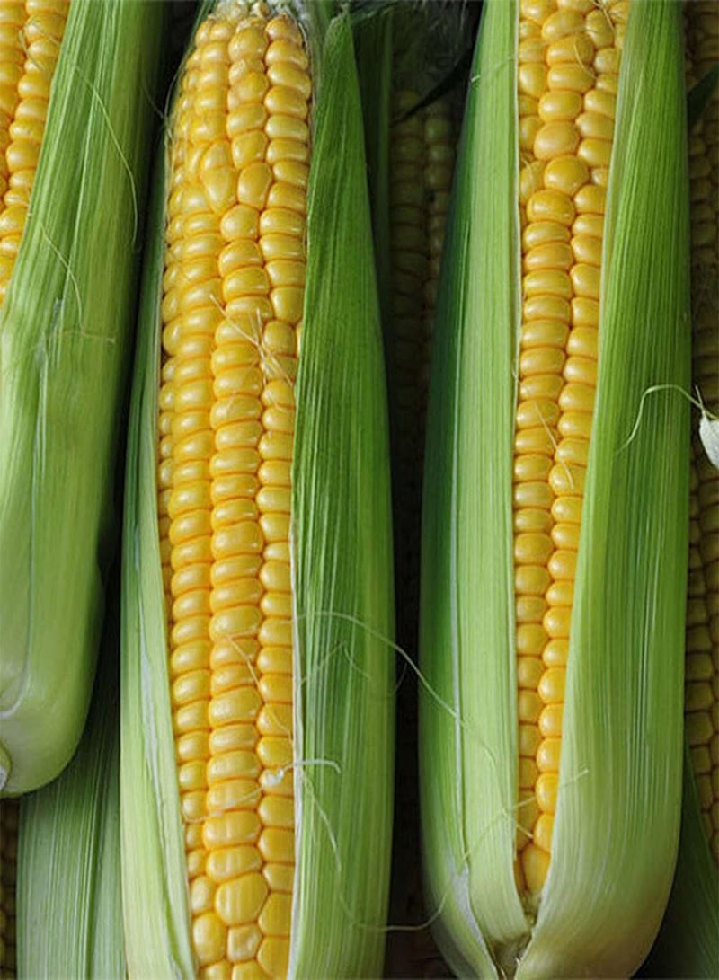 GGOOT 30Pcs Corn Seeds Natural Nutrition Vegetable Grains DIY Vegetable Garden Planting Ideal for Beginners and Professional Gardeners - Image 1