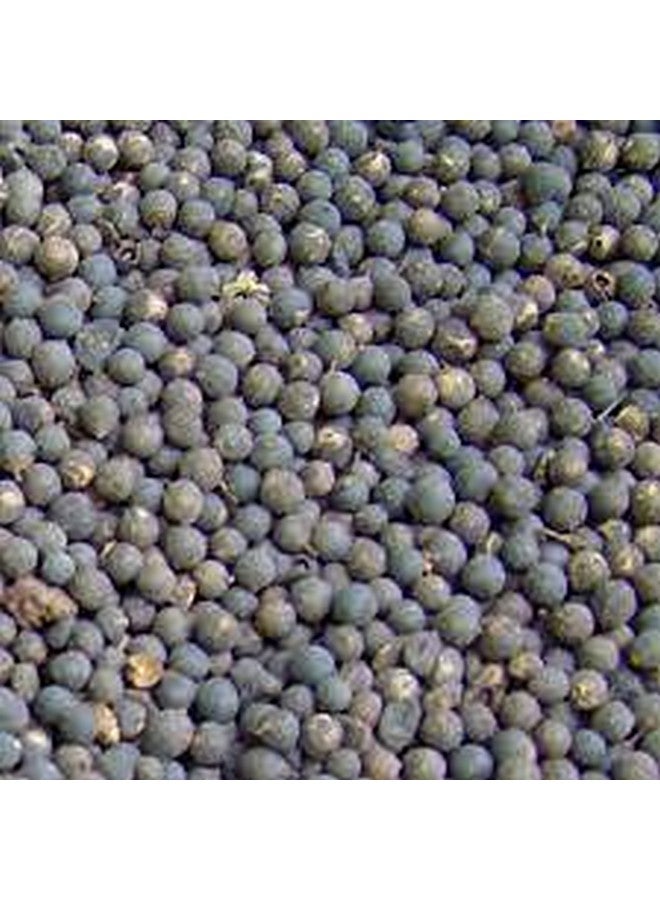 Saara HERBAL FRESH Vaivilangam Powder,100g, False Black Pepper, Baibadang, Vidanga, Embelia Ribes, Bhabhirang Powder,(pack of 1 x 100g) - Image 3