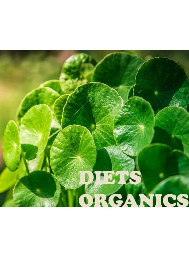 DIETS ORGANICS Vallarai Powder/Brahmi powder for hair growth-25G pack of 1 - Image 3