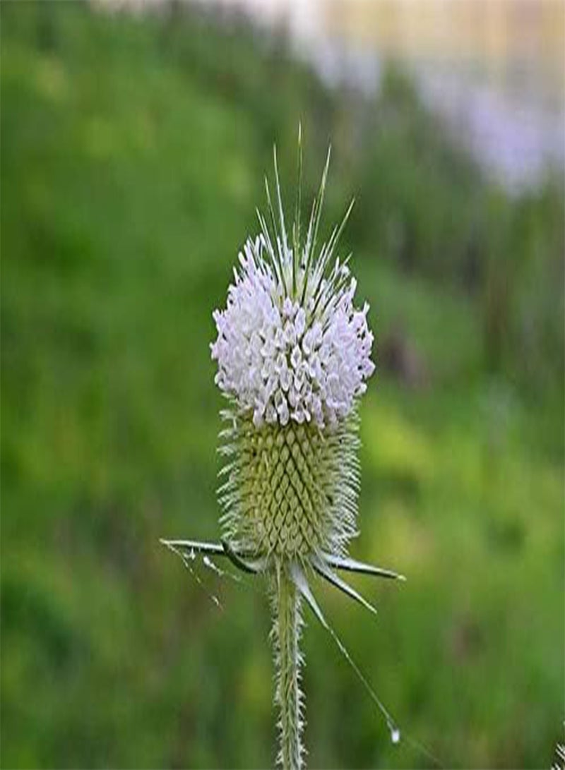 جي جوت 50 قطعة من بذور زهرة الشوك الأبيض - Image 3