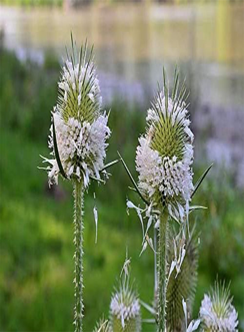 جي جوت 50 قطعة من بذور زهرة الشوك الأبيض - Image 2