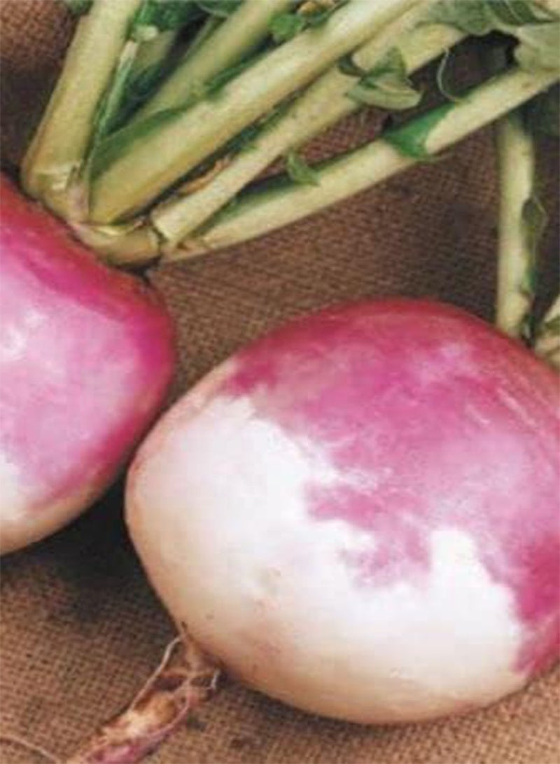 جي جوت 675 بذرة من نبات اللفت الأبيض البنفسجي، ازرع حديقتك بنفسك من سيمبلي جاردن