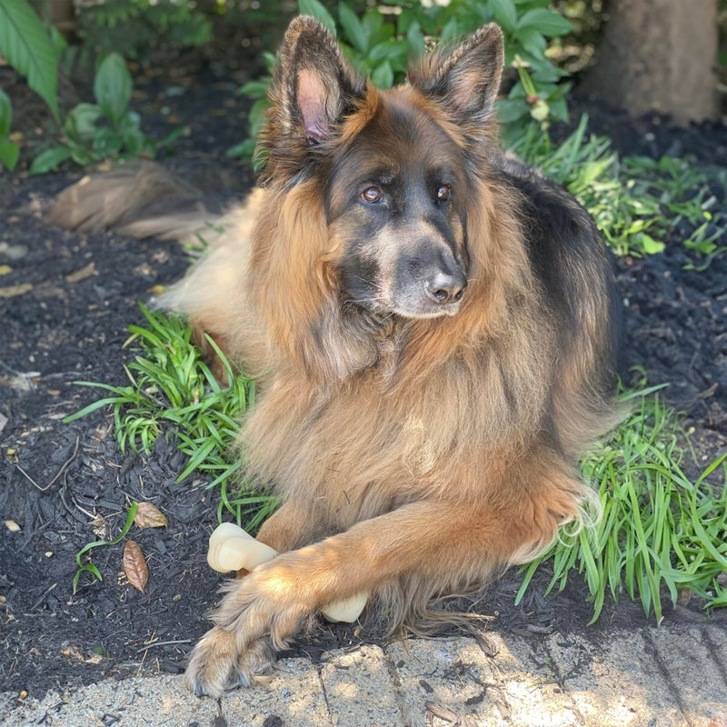 Nylabone Big Chew Knuckle Bone Power Chew Toy for Large Dogs, Durable Dog Toys for Aggressive Chewers, Destroy Proof Chew Toys To Keep Them Busy, Chicken Flavor, XX-Large, 50++ lbs, 1 Count - Image 2