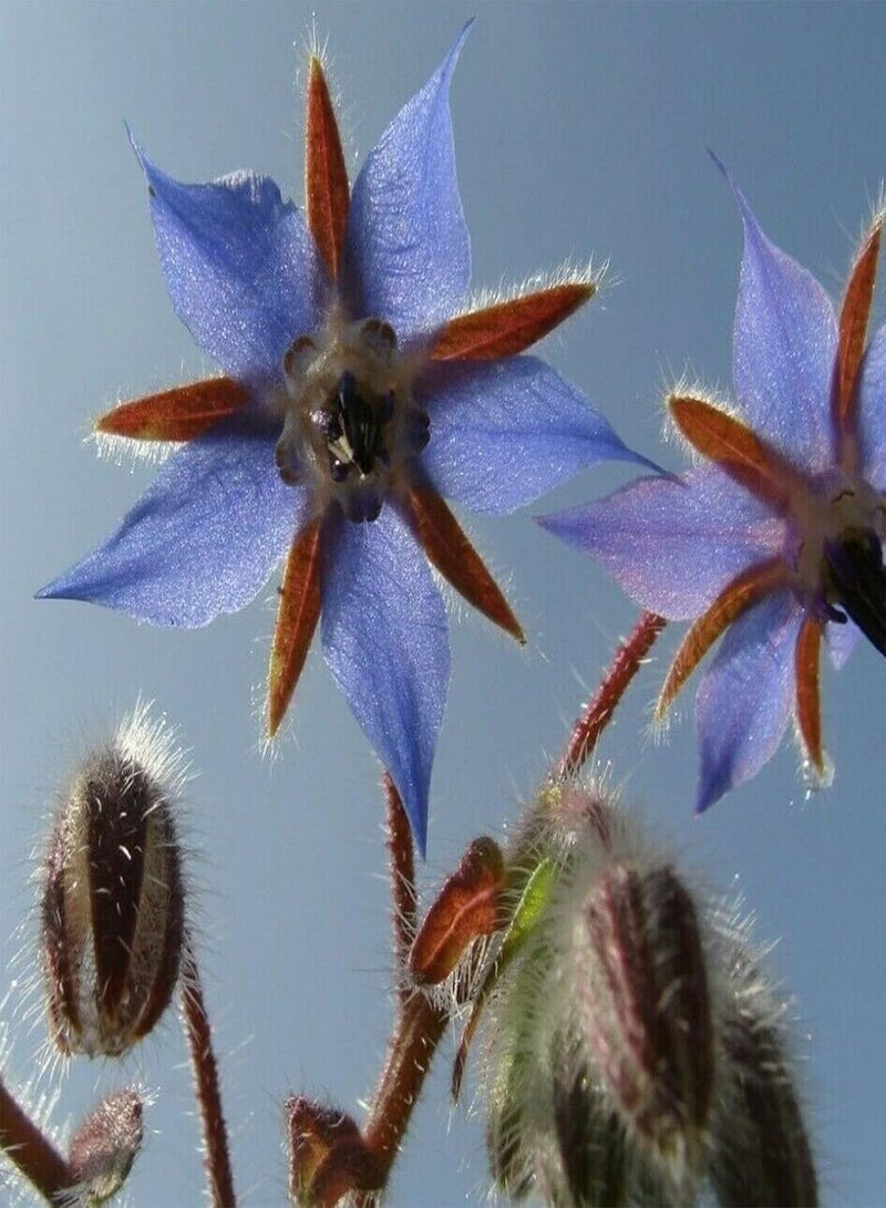 GGOOT 150Pcs Blue Borage Seeds Pack, Spring Planting Semi-Evergreen Medium Watering Garden Cemetery Seeds Borage Seeds 1size - Image 5