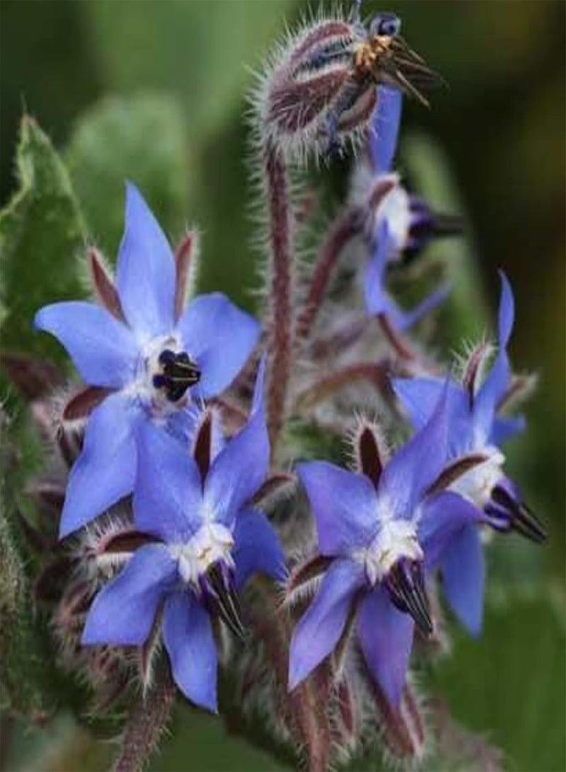 GGOOT 150Pcs Blue Borage Seeds Pack, Spring Planting Semi-Evergreen Medium Watering Garden Cemetery Seeds Borage Seeds 1size - Image 3