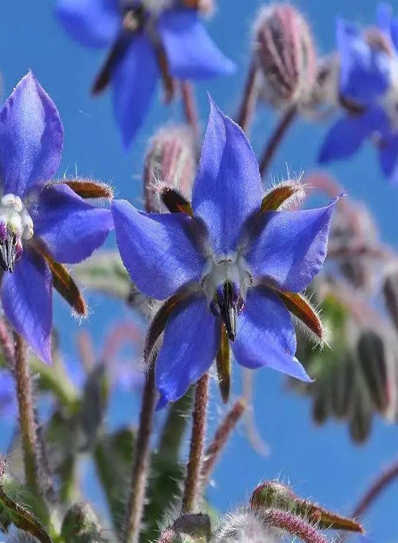 GGOOT 150Pcs Blue Borage Seeds Pack, Spring Planting Semi-Evergreen Medium Watering Garden Cemetery Seeds Borage Seeds 1size - Image 1
