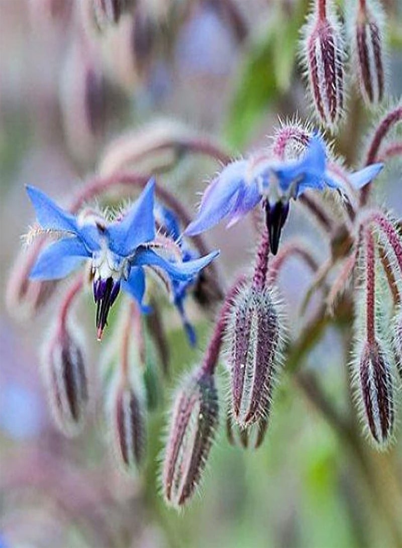 GGOOT 150Pcs Blue Borage Seeds Pack, Spring Planting Semi-Evergreen Medium Watering Garden Cemetery Seeds Borage Seeds 1size - Image 4