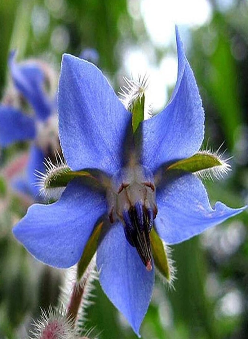 GGOOT 150Pcs Blue Borage Seeds Pack, Spring Planting Semi-Evergreen Medium Watering Garden Cemetery Seeds Borage Seeds 1size - Image 2