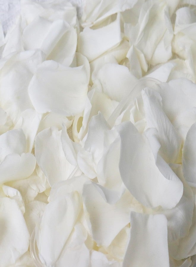 Acfruits Dried Real White Rose Petals, 2.1oz Freeze Preserved Flower Petals for Valentine's Day Gifts Wedding Party Decor, Flower Girl, Dinner table Centerpieces, Bridal Shower, Flower Confetti - Image 1
