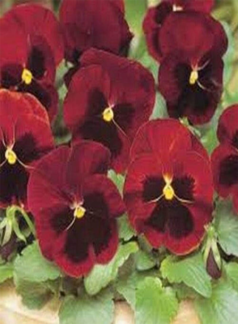GGOOT Pansy (Viola x Wittrockiana Swiss Giant Claret)- 50 Seeds - Image 2