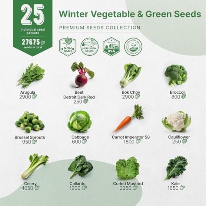 Organo Republic 25 Winter Vegetable & Green Seeds Variety Pack For Outdoors & Indoor Home Gardening 27670+ Non-Gmo Heirloom Seeds: Broccoli Beet Carrot Collard Lettuce Radish Spinach Pea Kohlrabi - Image 3