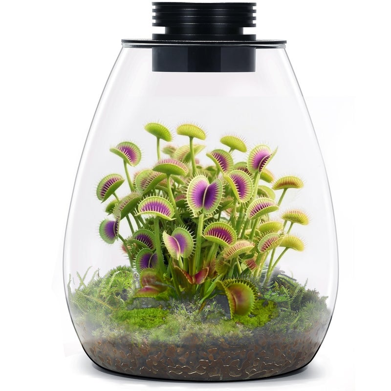 AREPK Desktop Glass Terrarium with Grow Light (H:7.8" D:6.7"), for Succulent, Moss, Miniature Gardening Landscape, Betta Fish Tank, Indoor Plant Growth, Office Home Decoration, Plant Lovers Gifts - Image 1