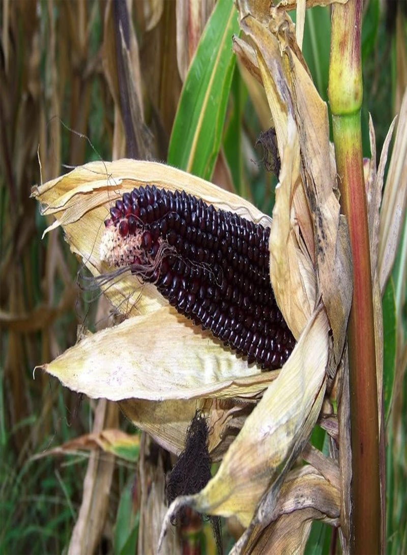 بذور الذرة (PKD) زيا مايز (داكوتا بلاك، 2 غرام بذور)