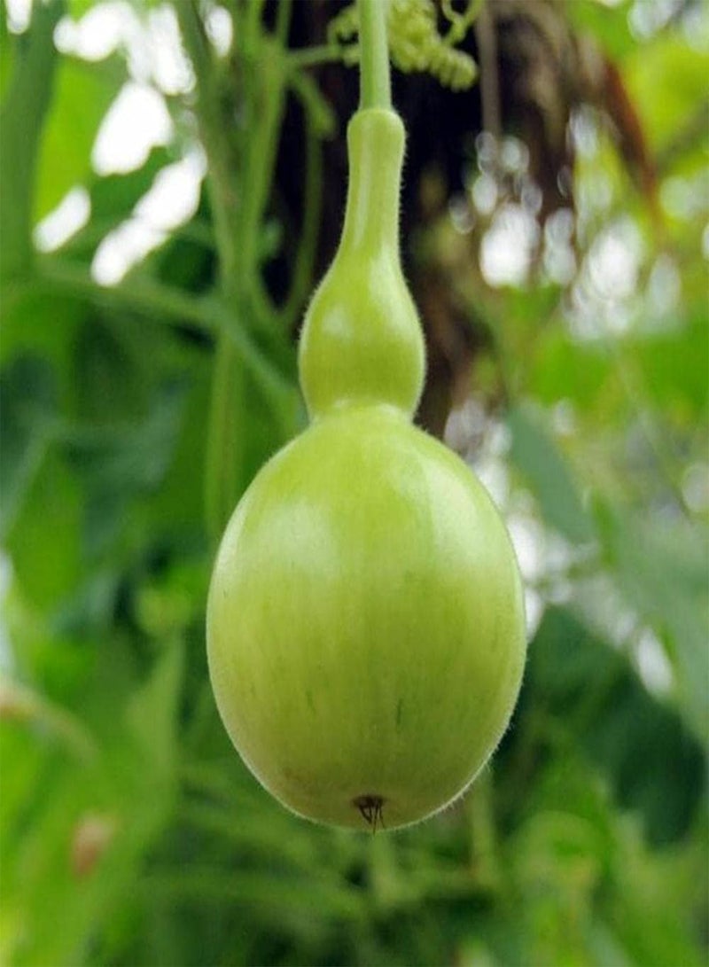 GGOOT 10pcs Perennial Gourd Seeds Easy to Plant Mini Cute Shape Loved by People Don't Need Much Care Decorated Courtyard Terrace - Image 1