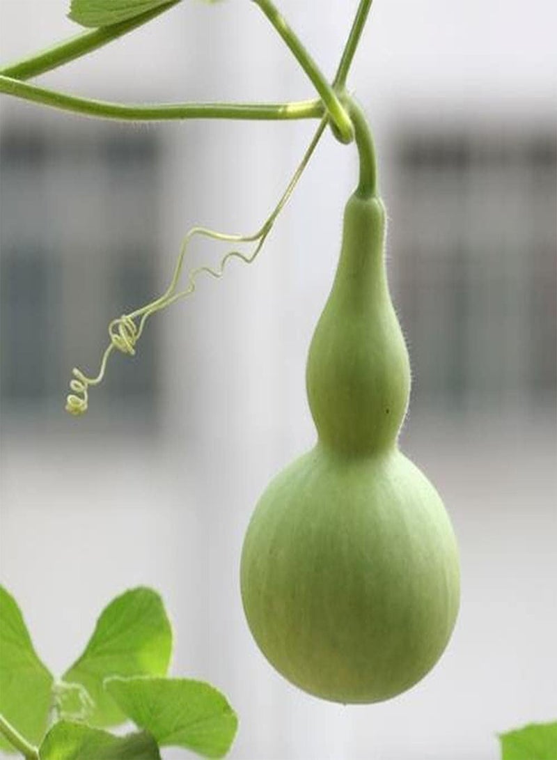 GGOOT 10pcs Perennial Gourd Seeds Easy to Plant Mini Cute Shape Loved by People Don't Need Much Care Decorated Courtyard Terrace - Image 2