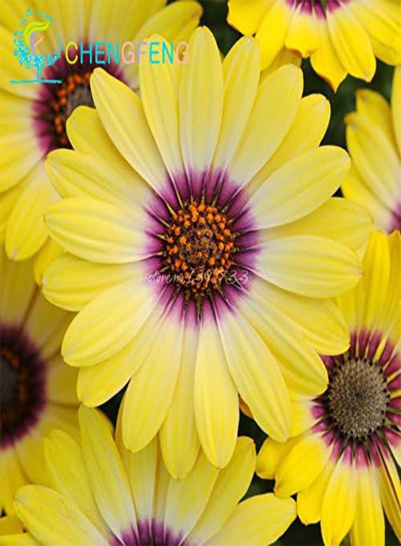 جي جوت 50 بذور متنوعة الألوان من نباتات الأقحوان القوية، أزهار زينة غريبة لتزيين المنزل والحديقة - Image 3