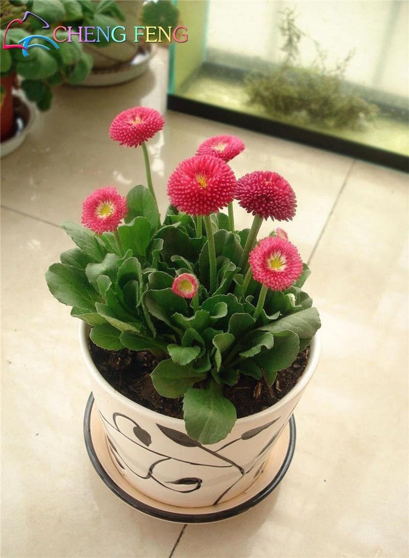 جي جوت 50 بذور متنوعة الألوان من نباتات الأقحوان القوية، أزهار زينة غريبة لتزيين المنزل والحديقة - Image 1