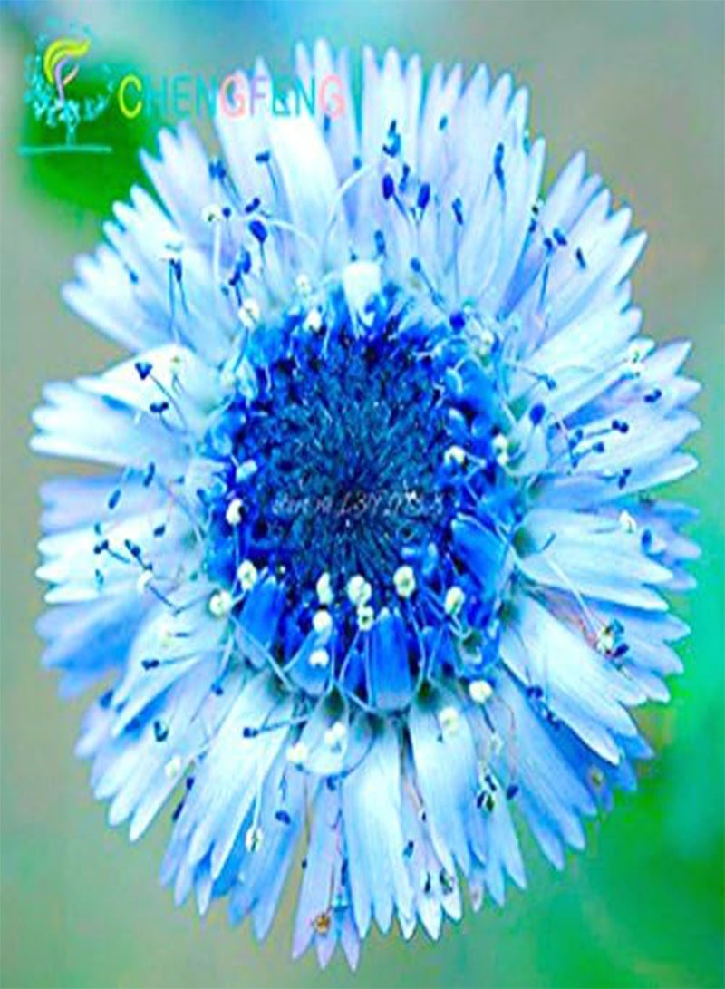 جي جوت 50 بذور متنوعة الألوان من نباتات الأقحوان القوية، أزهار زينة غريبة لتزيين المنزل والحديقة - Image 2