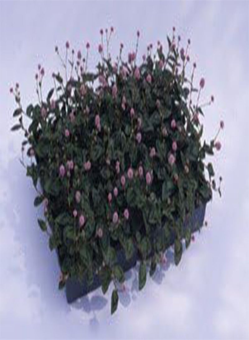 GGOOT Polygonum capitatum Pink Pinheads 200 Seeds