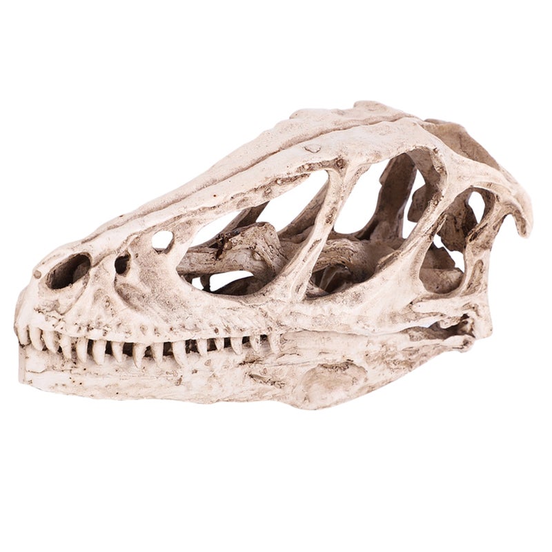Resin Dinosaur Skull Model Simulated Animal Skeleton Home Office Decor Craft Teaching Prop - Image 1