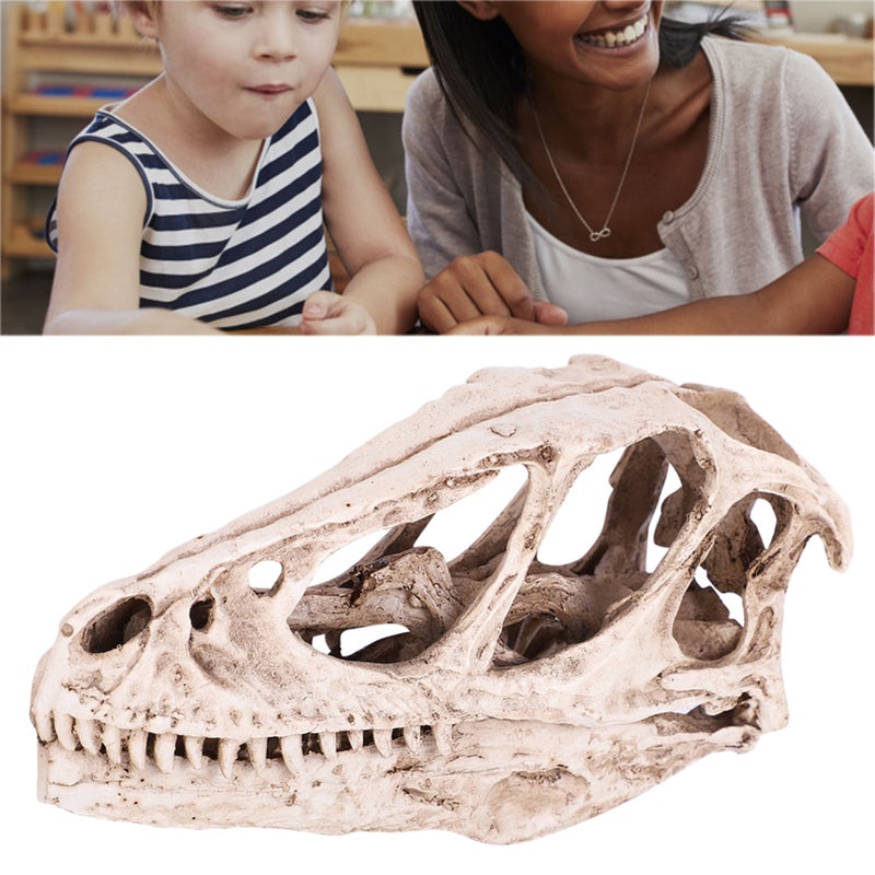 Resin Dinosaur Skull Model Simulated Animal Skeleton Home Office Decor Craft Teaching Prop - Image 4