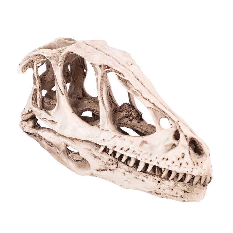Resin Dinosaur Skull Model Simulated Animal Skeleton Home Office Decor Craft Teaching Prop - Image 5