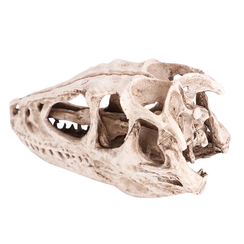 Resin Dinosaur Skull Model Simulated Animal Skeleton Home Office Decor Craft Teaching Prop - Image 3
