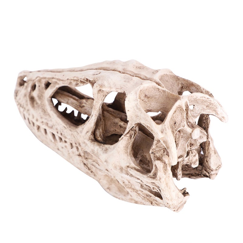 Resin Dinosaur Skull Model Simulated Animal Skeleton Home Office Decor Craft Teaching Prop - Image 2