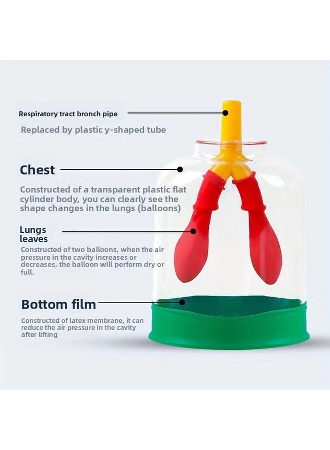 Respiratory Simulator Lung Gas Exchange Teaching Aid Diaphragm Muscle Movement Model Set - Image 3