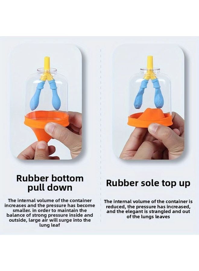 Respiratory Simulator Lung Gas Exchange Teaching Aid Diaphragm Muscle Movement Model Set - Image 4