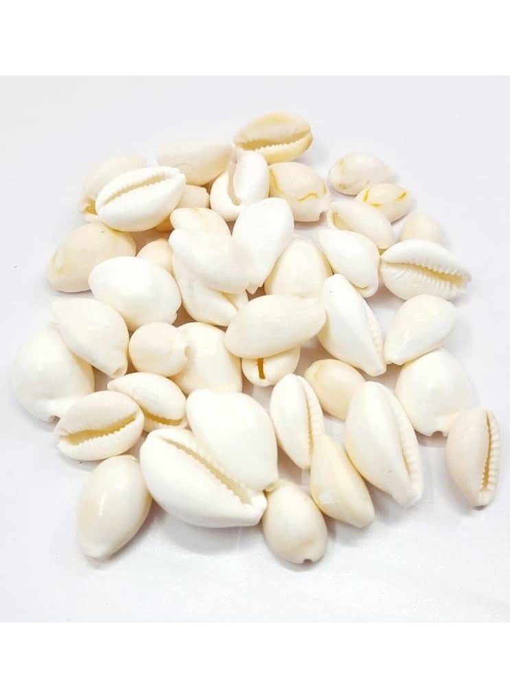 DEV POOJA STORE DEV POOJA STORE Natural White Kaudi for Puja and DecorationKaudi for Diwali PujaLaxmi PujaCowrie Koudi Kodi Lakshmi Kaudi Shells Pock of 11  - Image 3