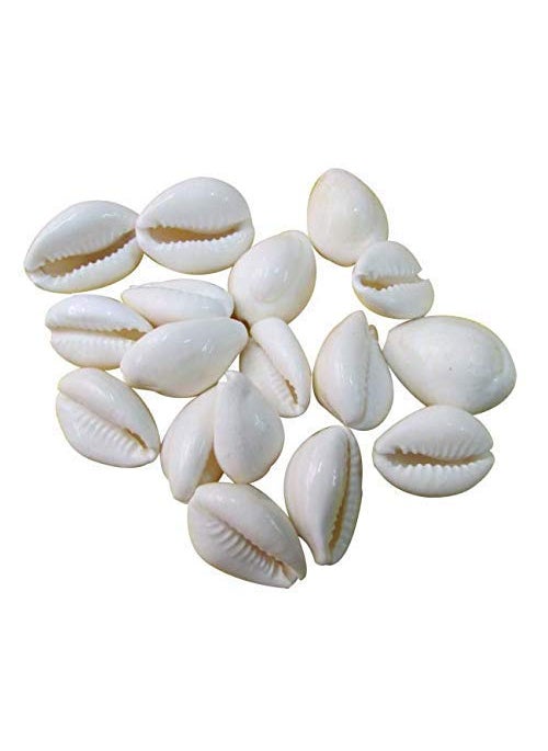 DEV POOJA STORE DEV POOJA STORE Natural White Kaudi for Puja and DecorationKaudi for Diwali PujaLaxmi PujaCowrie Koudi Kodi Lakshmi Kaudi Shells Pock of 11  - Image 1