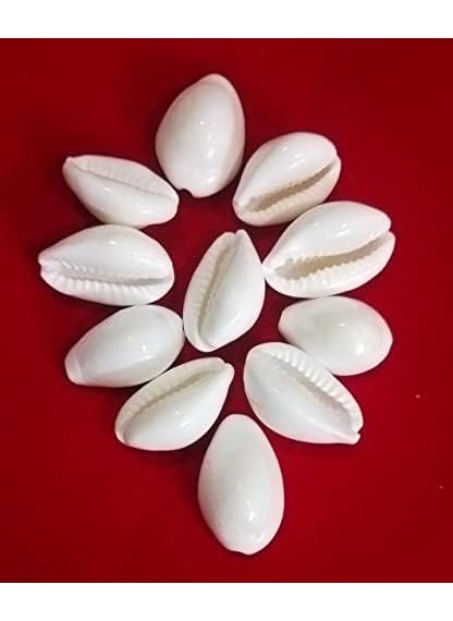 DEV POOJA STORE DEV POOJA STORE Natural White Kaudi for Puja and DecorationKaudi for Diwali PujaLaxmi PujaCowrie Koudi Kodi Lakshmi Kaudi Shells Pock of 11  - Image 2