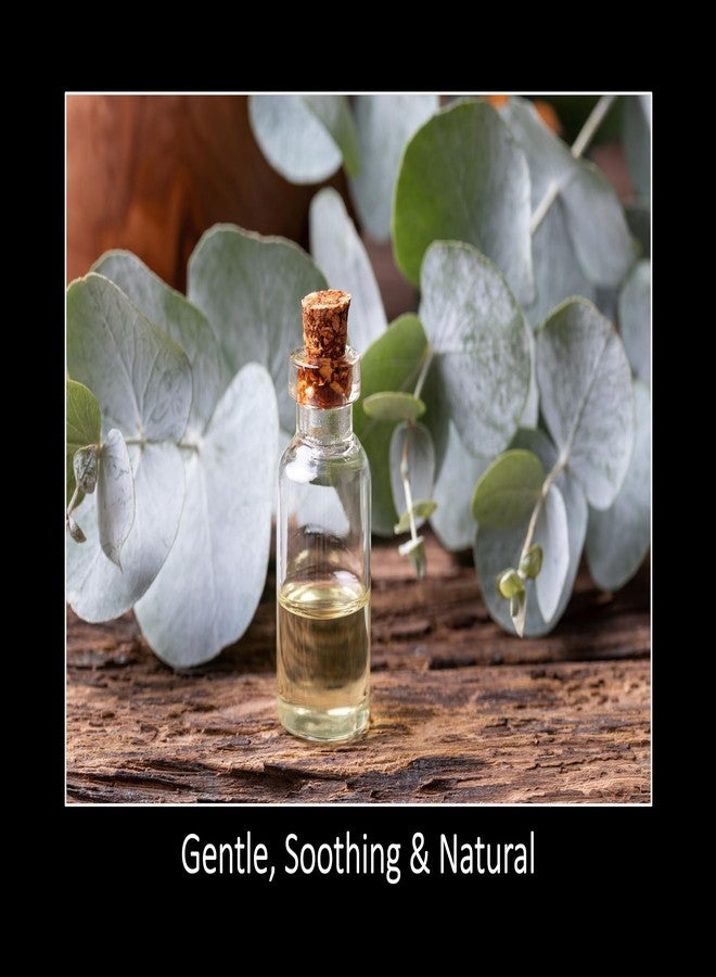 DAANA Eucalyptus Essential Oil : Pure, Undiluted (2 Fl Oz) - Image 3