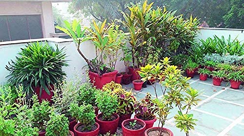 SMOKB Cocopeat Cocopit Block 650 Grams for Garden- Expands to 4 Kg Powder - Image 5