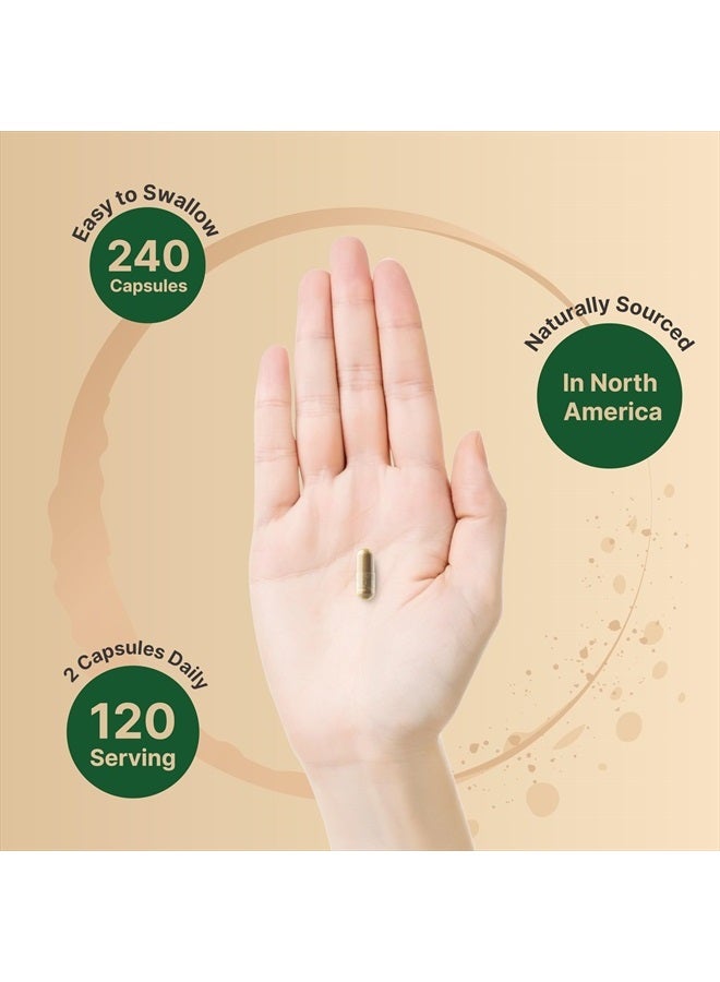 NatureBell عشبة سانت جون 9,000 ملغ لكل حصة، 240 كبسولة | 15:1 مستخلص عشبي، حصاد من أمريكا الشمالية، غني بالهيبيريسين – مكمل دعم المزاج الإيجابي – عشبة سانت جون – غير معدلة وراثيًا - Image 4