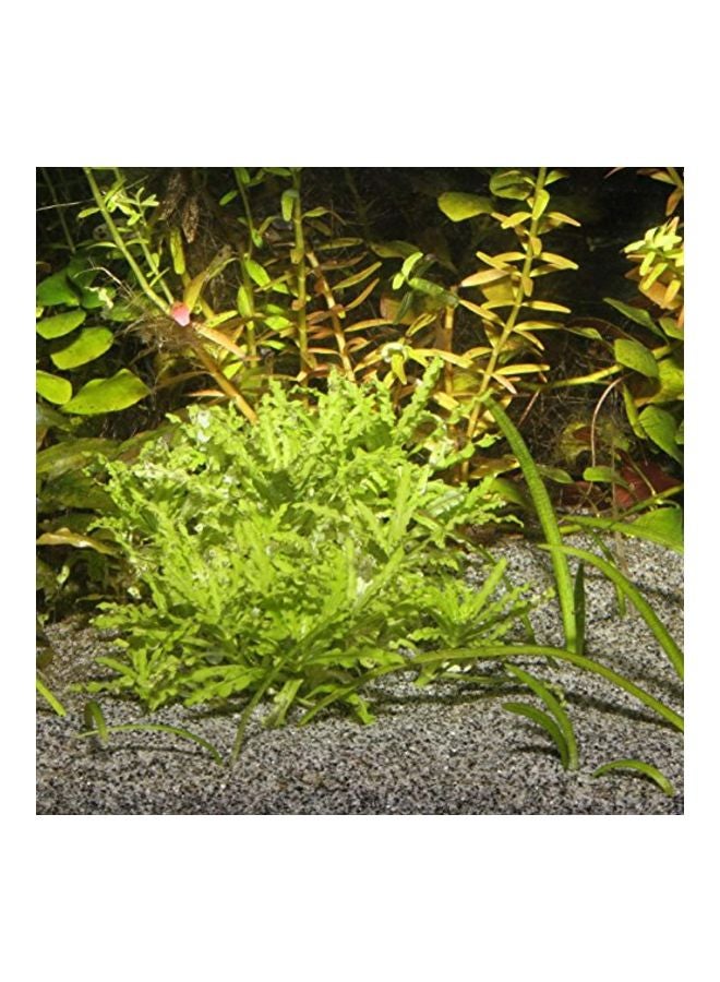 JBL Sansibar Decorative Aquarium Gravel Grey 5kg - Image 2