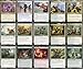MTG Decks & More Elite Commander Rabbit Deck Baylen The Haymaker Naya Green Red White EDH cEDH 100 Card Custom MTG Deck Very Strong - Image 4