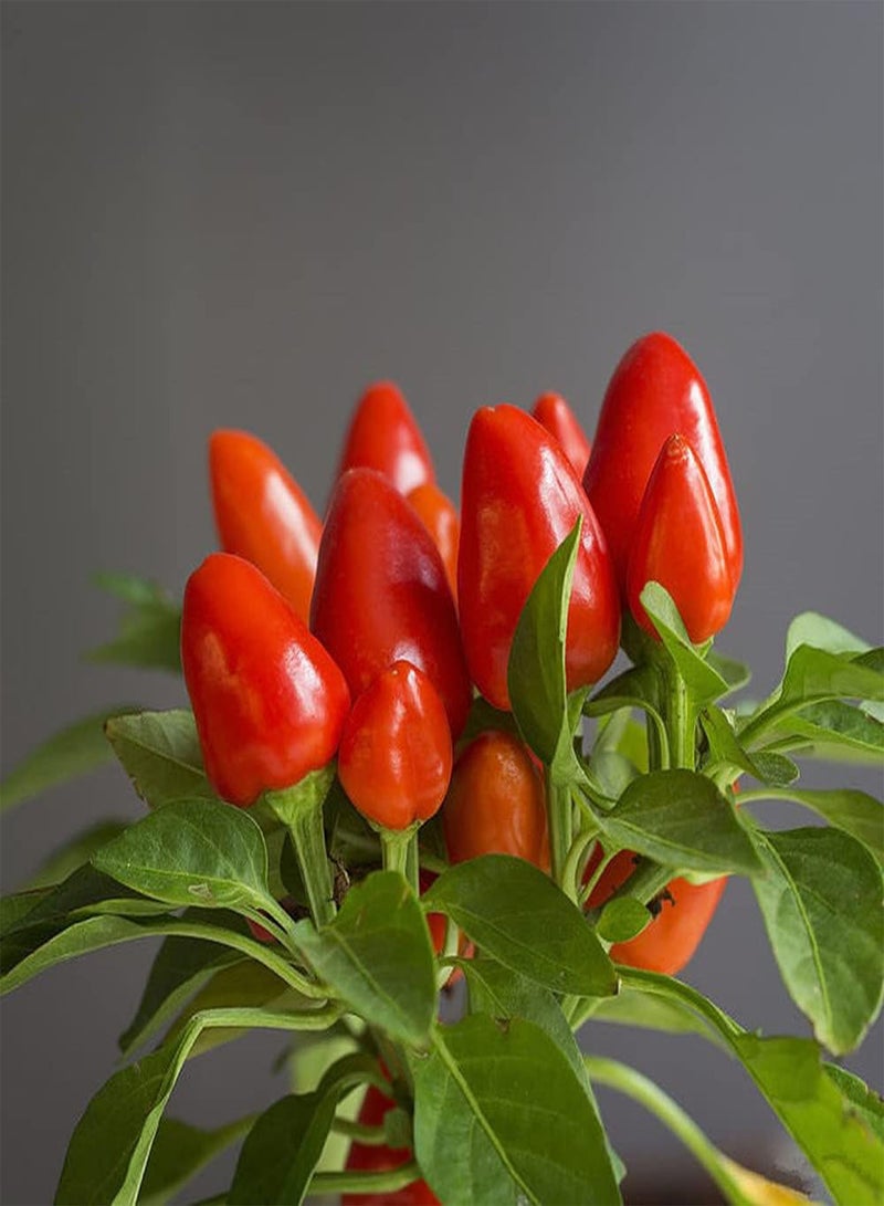 GGOOT 50Pcs Pepper Seeds Mini Red Chili Playful and Cute Unique Gardening Decoration Planted in an Outdoor Garden Easy Germinate Rapid Growth - Image 1