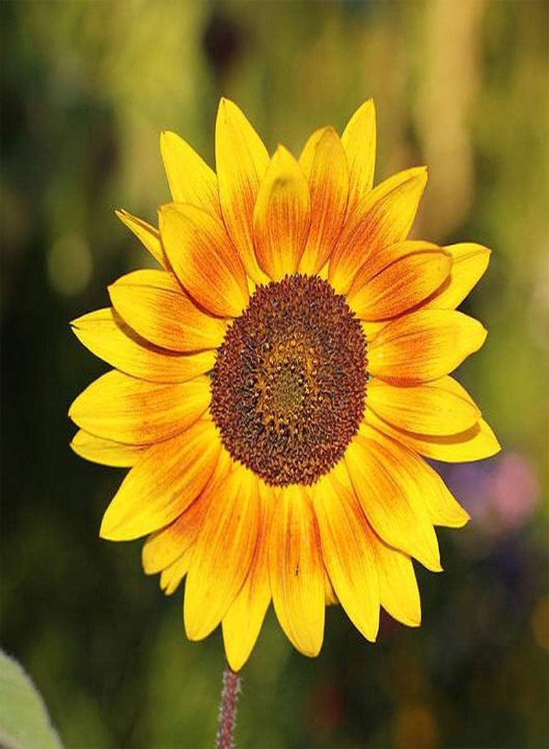 GGOOT 30pcs Annual Sunflower Seeds Don't Need Much Care Beautiful Garden Decoration Attract Bees and Butterflies Loved by People - Image 1