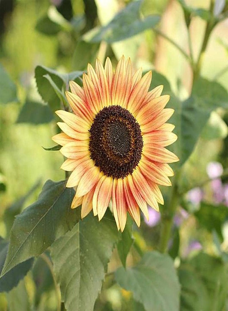 GGOOT 30pcs Annual Sunflower Seeds Don't Need Much Care Beautiful Garden Decoration Attract Bees and Butterflies Loved by People - Image 2