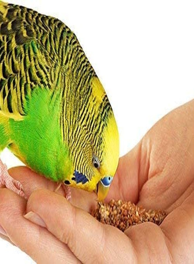Veganic Foxtail Millet for Birds | Kangni Seed Bird Food | Food for Canaries, Finches, Waxbills, Budgies, Lovebirds, Cockatiels (900g) - Image 5