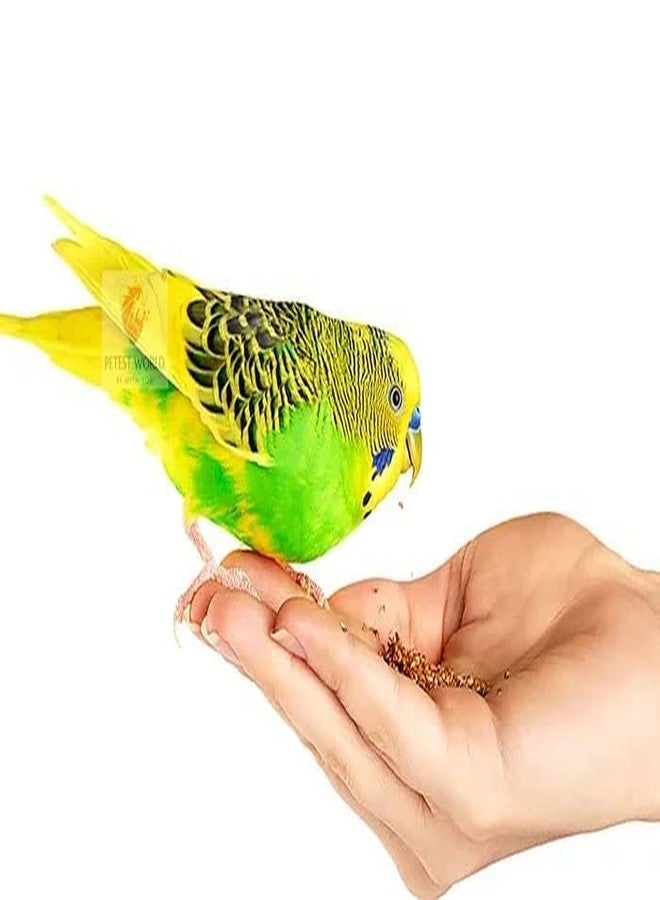 Veganic Foxtail Millet for Birds | Kangni Seed Bird Food | Food for Canaries, Finches, Waxbills, Budgies, Lovebirds, Cockatiels (900g) - Image 4