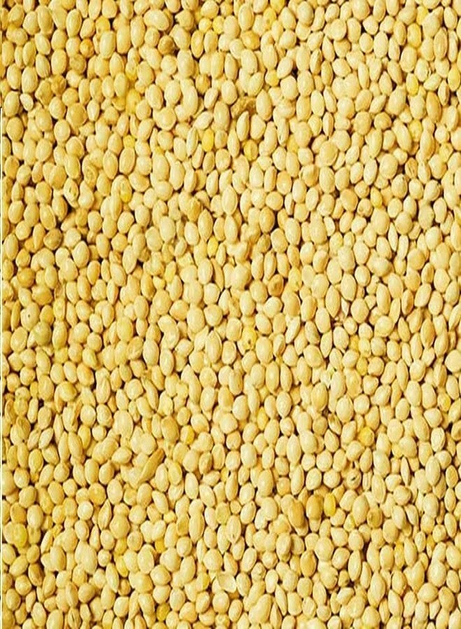 Veganic Foxtail Millet for Birds | Kangni Seed Bird Food | Food for Canaries, Finches, Waxbills, Budgies, Lovebirds, Cockatiels (900g) - Image 2