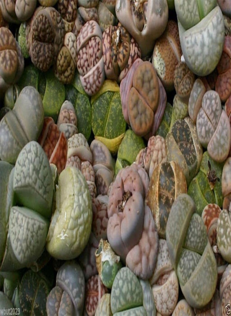 GGOOT 30 Seeds  Species Mix (Living Stone Plants) Many Varietie, Succulent Plants Seed ! - Image 5