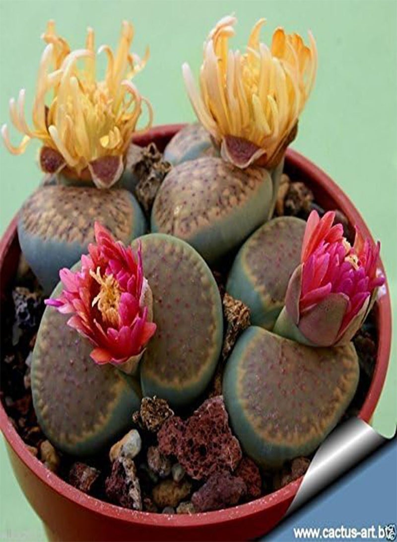 GGOOT 30 Seeds  Species Mix (Living Stone Plants) Many Varietie, Succulent Plants Seed ! - Image 2