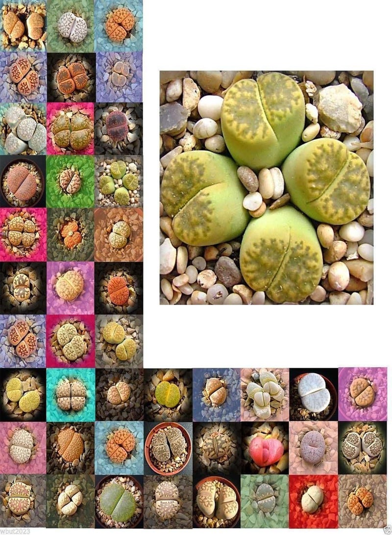 GGOOT 30 Seeds  Species Mix (Living Stone Plants) Many Varietie, Succulent Plants Seed ! - Image 1