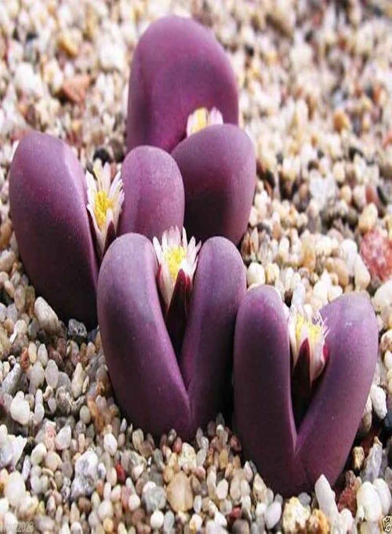 GGOOT 30 Seeds  Species Mix (Living Stone Plants) Many Varietie, Succulent Plants Seed ! - Image 4